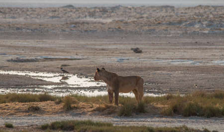 Lions in the early morning in the sand dunes at the edge of the Etosha pan in Namibia, Africaの写真素材