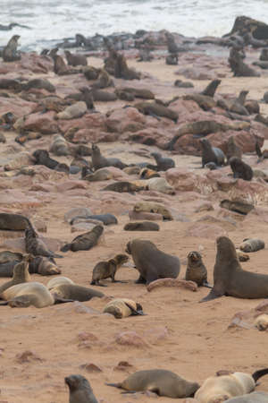 Cape fur seals at the rocky and sandy beach from Cape cross in Namibia, Africaの写真素材