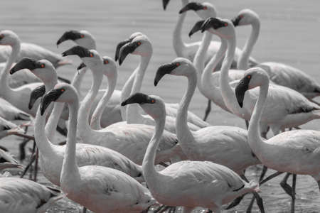 Flamingos walking in the sea, looking for food in Walvis Bay in Namibia, Africa