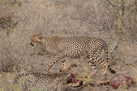 Cheetah eating a hunted Impala in the grassland at the Etosha national park in Namibia, Africa