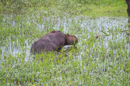 A capybara is walking through the grass and eating in the Pantanal in Brazil, South Americaの写真素材