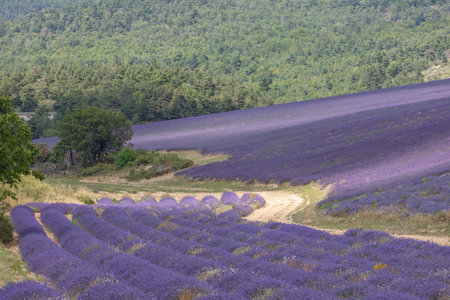 Purple lanes of lavender in the provence in France, Europeの写真素材