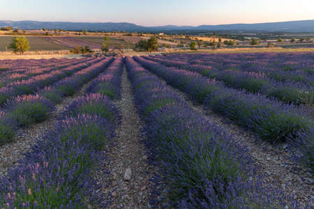 Purple lanes of lavender in the provence in France, Europeの写真素材