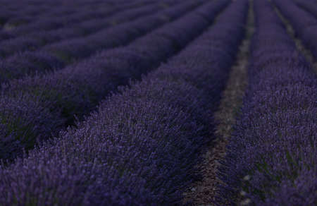 Purple lanes of lavender in the provence in France, Europeの写真素材