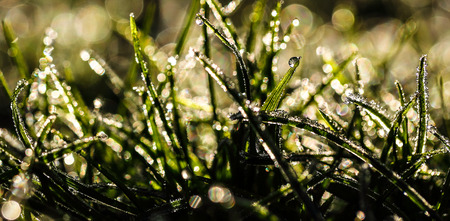 Glistening Dewdropsの写真素材