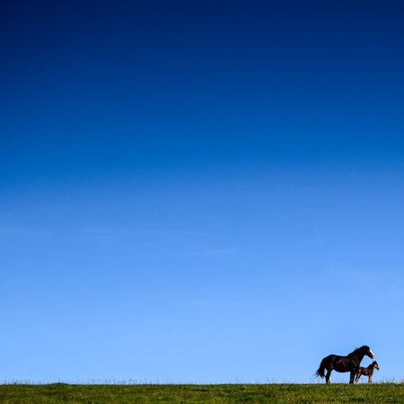 Foal and Mareの写真素材