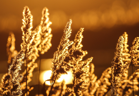 Golden Lightの写真素材