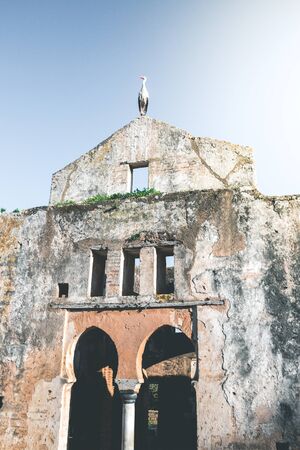 Chellah of Rabat with a Stork - Moroccoの写真素材