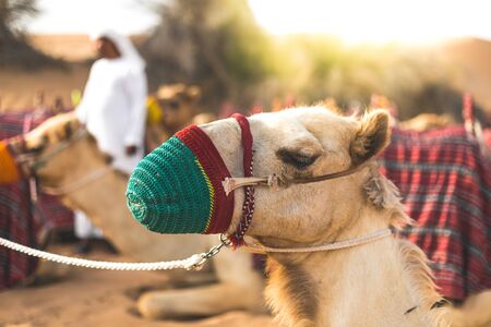 Close up of camel in the desert of Dubai - UAEの写真素材