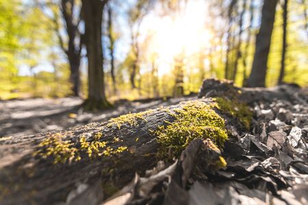 Macro shot of magical scenic forest, with the sun casting its warm light through the foliage. Natural background. Reinhardswald - germanyの写真素材