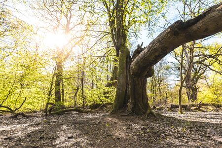 Scenic forest, with the sun casting its warm light through the foliage. Reinhardswald - germanyの写真素材