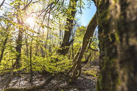 Scenic forest, with the sun casting its warm light through the foliage. Reinhardswald - germanyの写真素材