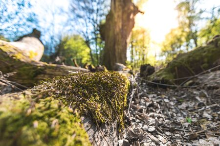 Macro shot of magical scenic forest, with the sun casting its warm light through the foliage. Natural background. Reinhardswald - germanyの写真素材