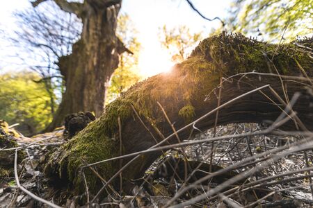 Macro shot of magical scenic forest, with the sun casting its warm light through the foliage. Natural background. Reinhardswald - germanyの写真素材