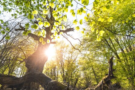 Scenic forest, with the sun casting its warm light through the foliage. Reinhardswald - germany