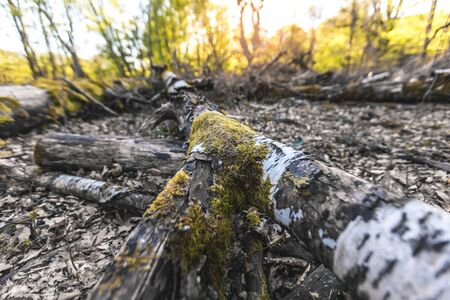 Macro shot of magical scenic forest, with the sun casting its warm light through the foliage....