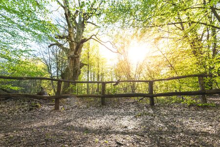 Magical scenic forest, with the sun casting its warm light through the foliage. Natural background. Reinhardswald - germanyの写真素材