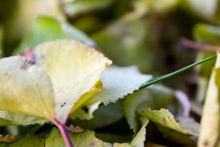Autumn leaves