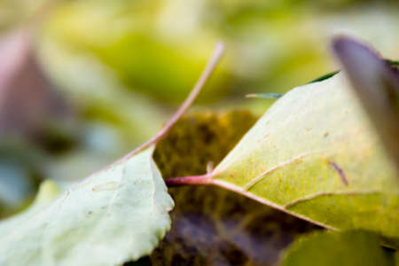 Autumn leavesの写真素材