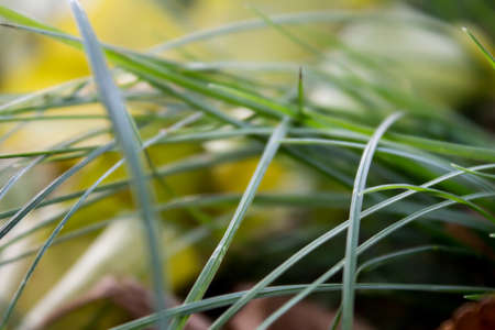 Autumn leavesの写真素材