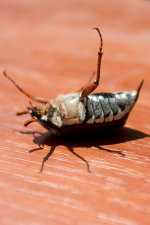 bug