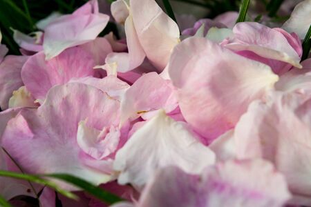 rose petalsの写真素材