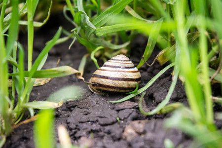 snailの写真素材