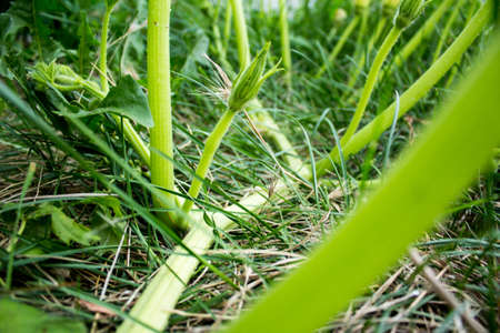 zucchiniの写真素材