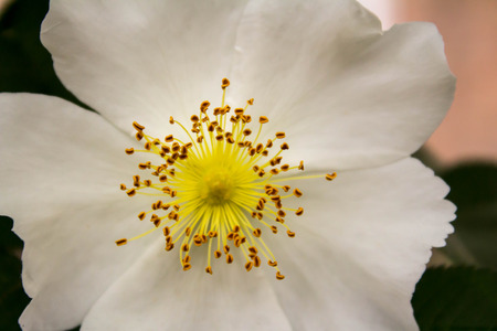 tea roseの写真素材