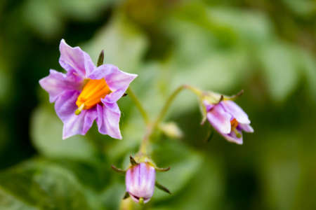 Flowersの写真素材