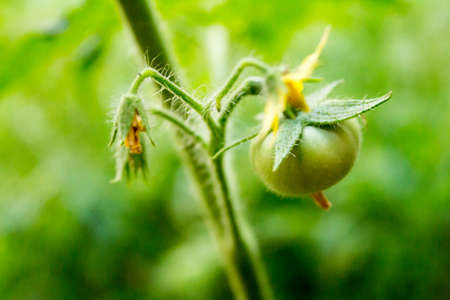 tomatoの写真素材