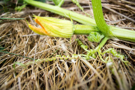 zucchiniの写真素材