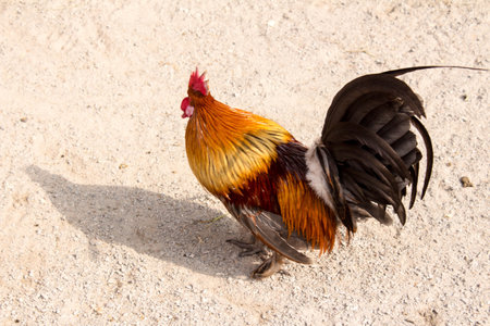 Rooster