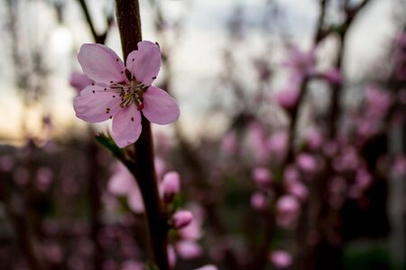 Flowersの写真素材