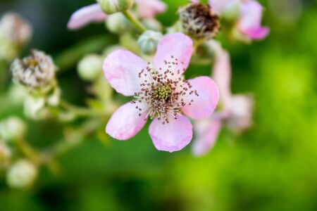 Flowerの写真素材