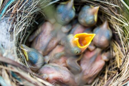 baby birds in nestの写真素材