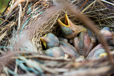 baby birds in nest