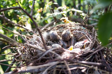 baby birds in nest