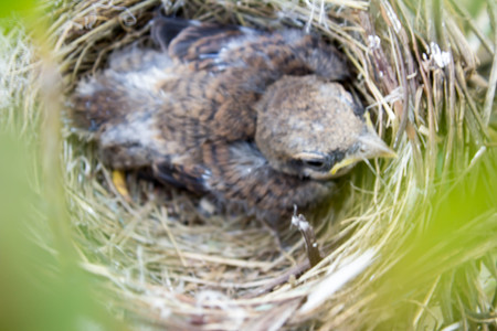 baby birds in nestの写真素材