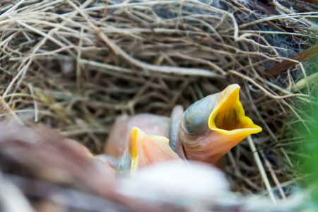 baby birds in nestの写真素材
