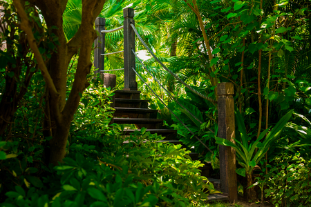 Old wooden bridge in tropical jungle. Crossing in the rainforestの写真素材