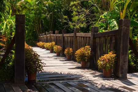 Old wooden bridge in tropical jungle. Crossing in the rainforestの写真素材