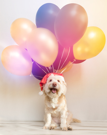 Pet dog in Santa hat with balloonsの写真素材