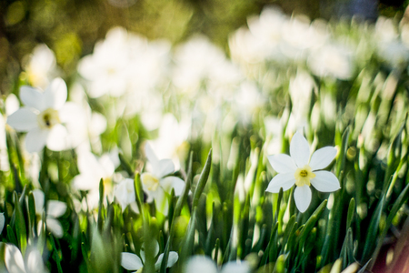 spring flowers grow in the meadow by dayの写真素材