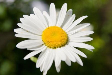 Camomile flower macroの写真素材
