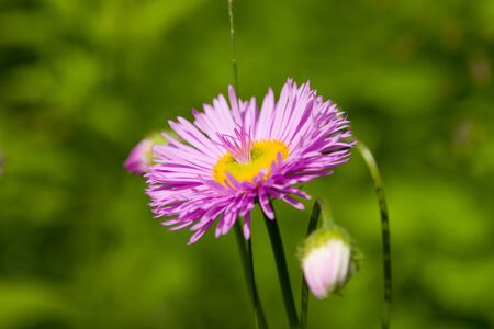 Violet flower on a dim background macroの写真素材