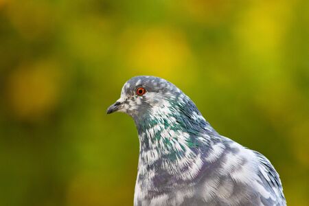 Pigeon on tree branch with leaves. Bird.の写真素材