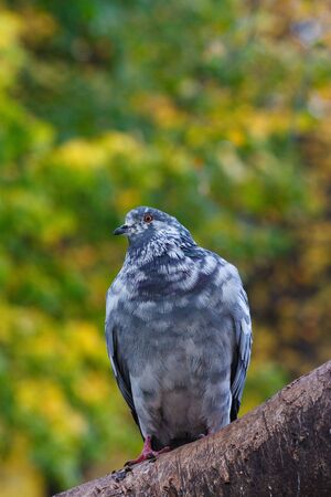 Pigeon on tree branch with leaves. Bird.の写真素材
