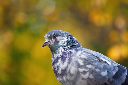 Pigeon on tree branch with leaves. Bird.の写真素材