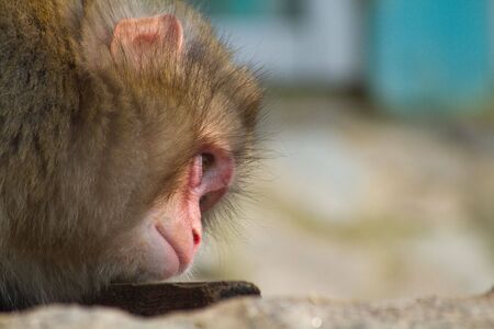 Monkey in a zoo. Keeps a hand in the face of. Eats, thinking.の写真素材